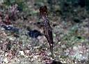 Solenostomus cyanopterus (Robust Ghost Pipefish)