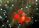 Premnas biaculeatus (Spinecheek Anemonefish)