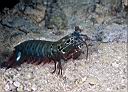 Odontodactylus scyllarus (Mantis Shrimp)