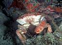 Xanthid pilodius(?) (reef crab)