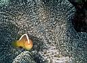 Amphiprion akallopisos (Skunk anemonefish)