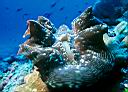 Tridacna squamosa (Fluted Giant Clam)