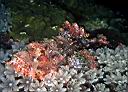 Scorpaenopsis papuensis (Papuan Scorpionfish)