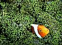 Amphiprion leucokranos (White-bonnet anemonefish)