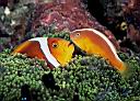 Amphiprion leucokranos and Amphiprion sandaracinos