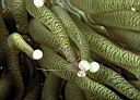 Periclimenes holthuisi (Anemone Shrimp)