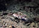 Signigobius biocellatus (Twinspot Goby)