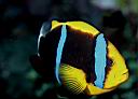 Amphiprion chrysopterus (Orangefin Anemonefish)