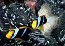 Amphiprion chrysopterus (Orangefin Anemonefish)