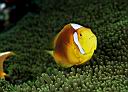 Amphiprion leucokranos (White-bonnet Anemonefish)