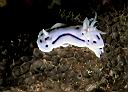 Unknown Nudibranch