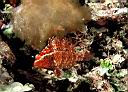 Pteragogus cryptus (Cryptic Wrasse)