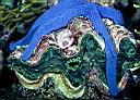 Tridacna squamosa and Linckia laevigata (giant clam with starfish)