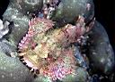 Scorpaenopsis sp? (Scorpionfish, probably oxycephala or papuensis)