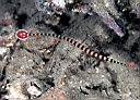 Doryrhamphus dactyliophorus (Ringed Pipefish)