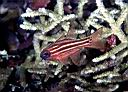 Apogon compressus (Split-banded Cardinalfish)