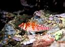 Cirrhitichthys falco (Dwarf Hawkfish)