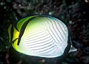 Chaetodon vagabundus (Vagabond Butterflyfish)