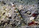 Amblyeleotris sp.? (Shrimp Goby) with Alpheus sp.? (Shrimp)