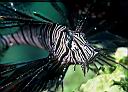 Pterois volitans (Volitans Lionfish, Red Firefish)