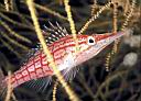 Oxycirrhites typus (Longnose Hawkfish)