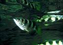 Toxotes jaculatrix (Banded Archerfish)