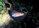 Plagiotremus rhinorhynchos (Blue-Lined Fangblenny)