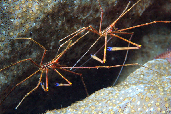 Arrow Crab Pair