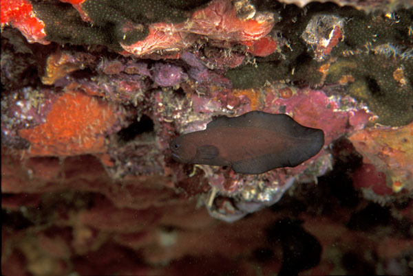 Black Brotula
