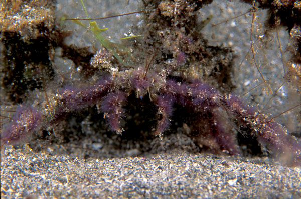Blue Decorator Crab