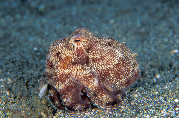 Common Octopus