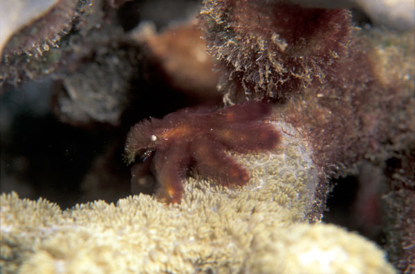 Decorator Crab