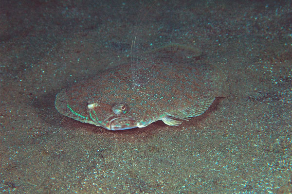 Dusky Flounder