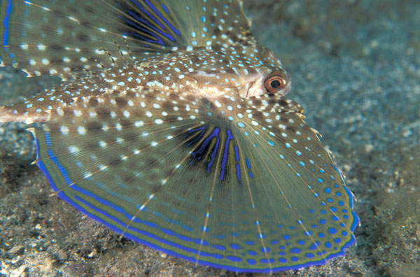 Flying Gurnard 2