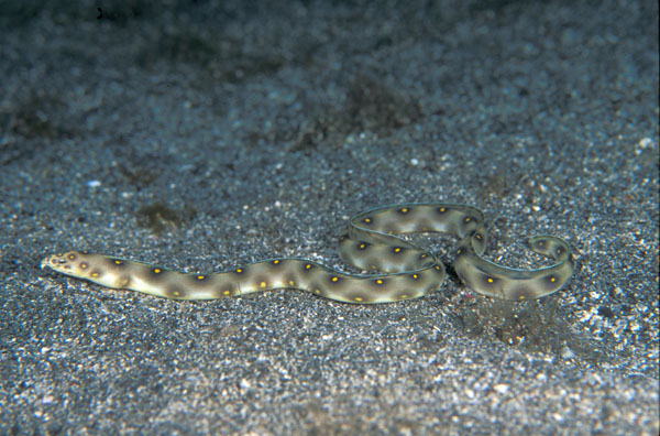 Goldspotted Eel