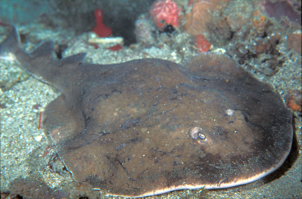 Lesser Electric Ray
