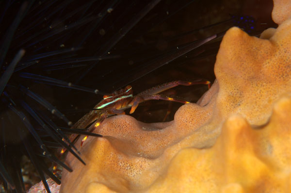 Nimble Spray Crab 2