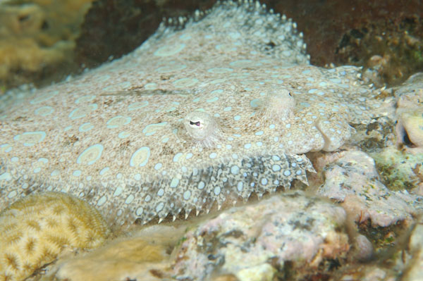 Peacock Flounder