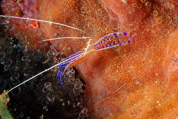 Pederson Cleaner Shrimp 2