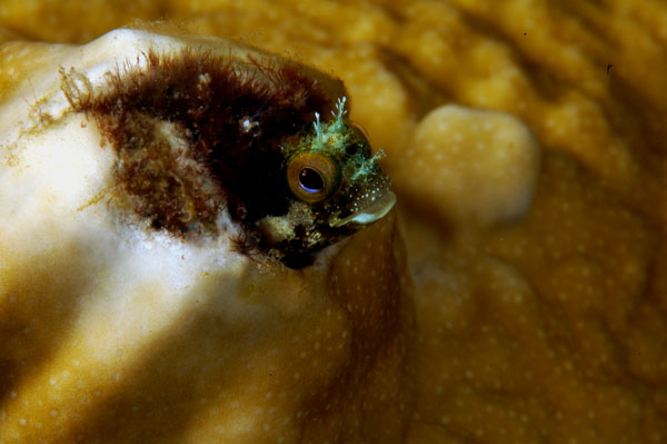 Punk Blenny