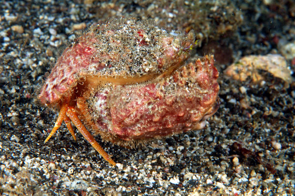 Rough Box Crab 2