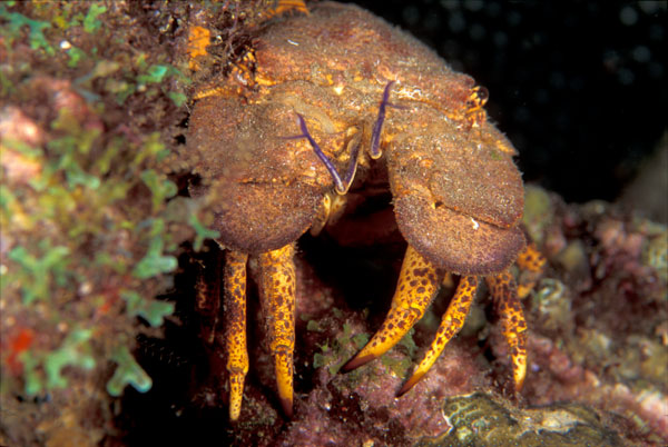 Spanish Lobster