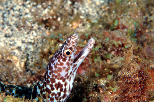 Spotted Moray