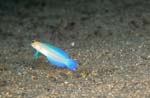 BlueBar Jawfish