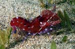 Red Snapping Shrimp 2