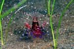Red Snapping Shrimp 3