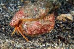 Rough Box Crab 2