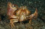 Rough Box Crab