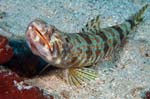Sand Diver