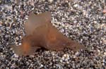 Sea Hare
